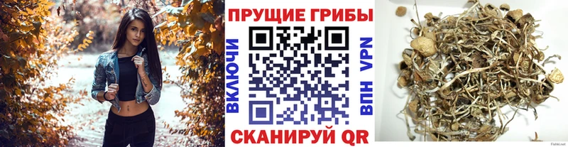 Галлюциногенные грибы GOLDEN TEACHER  площадка Telegram  Орск 